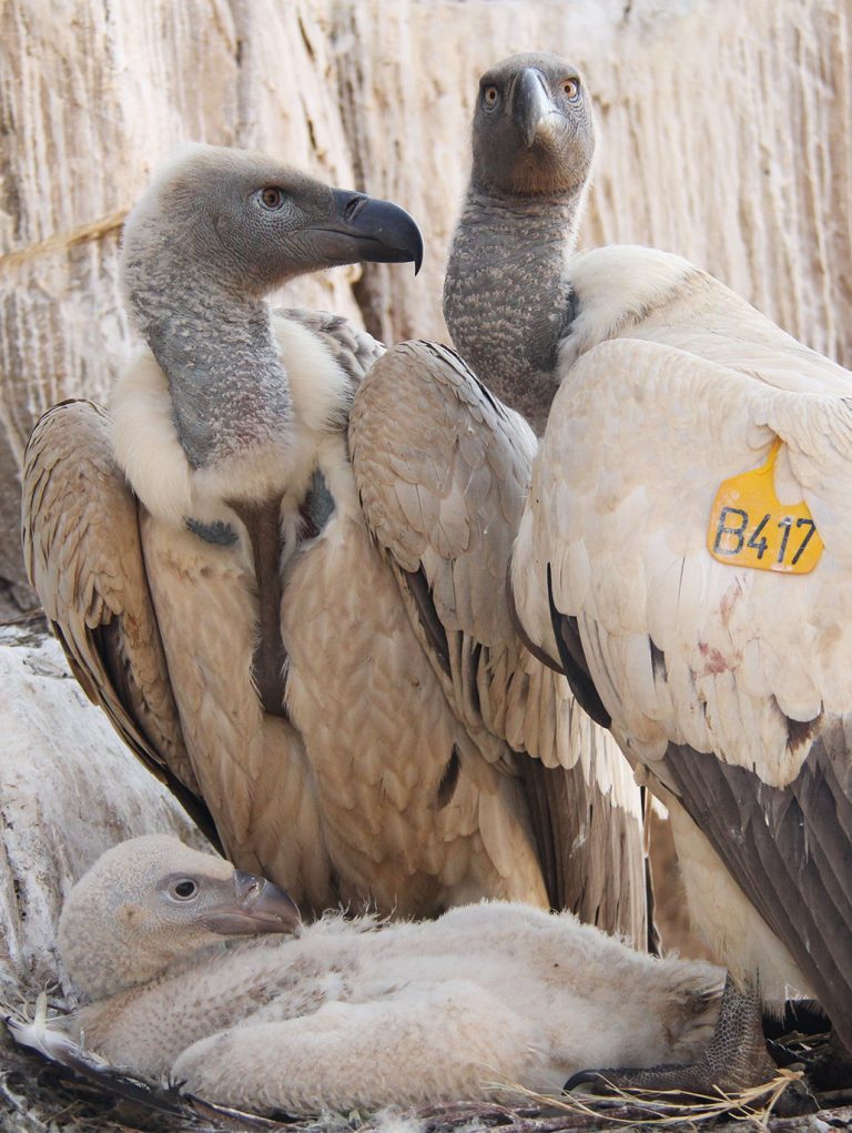 breeding pair of captive cape vultures