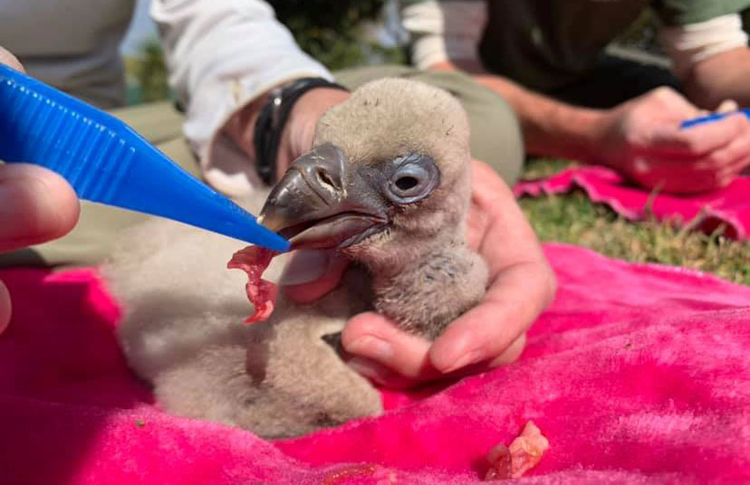 vulpro breeding programme, cape vulture chick being fed by volunteers at vulpro