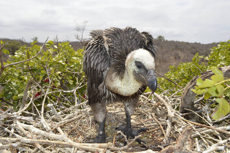 African White-backed Vulture