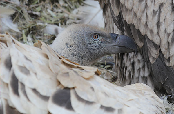 cape vulture