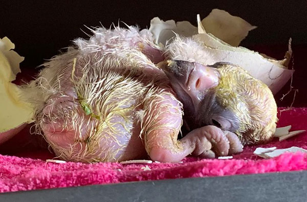 cape vulture chick, vulpro breeding programme