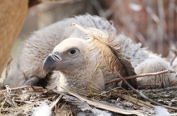 cape vulture chick