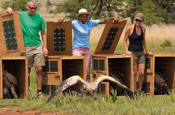 tagged vulture release vulpro