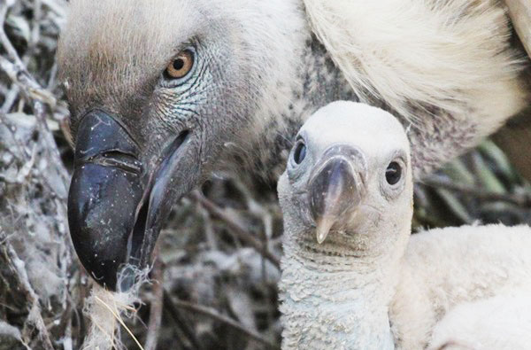 cape vulture breeding programme, cape vulture chick