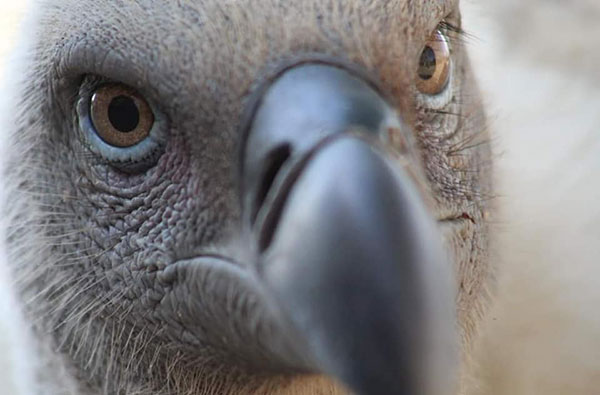 cape vulture