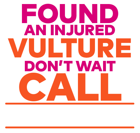 found an injured vulture don't wait call 0828085113