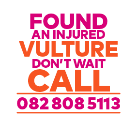 found an injured vulture don't wait call 0828085113