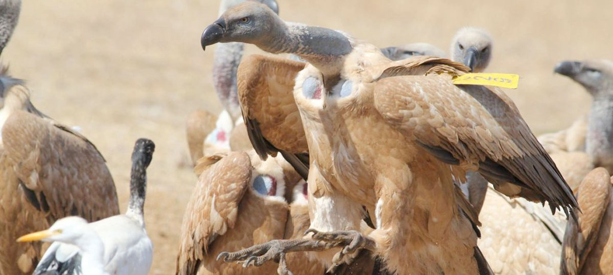 Cape Vulture