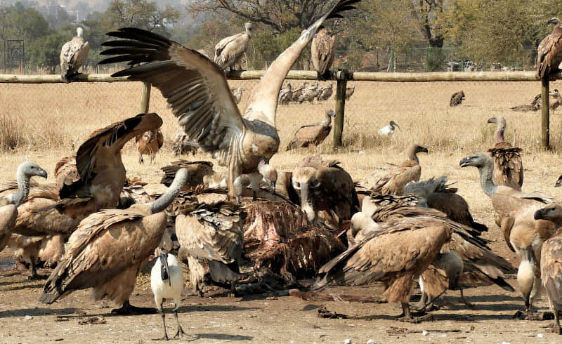 vulture restaurant at Vulpro, Cape Vultures