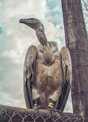 Cape Vulture