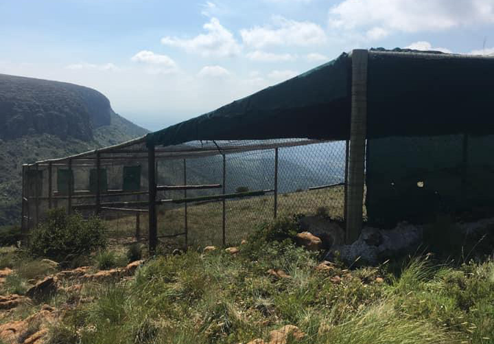 Vulpro blog post pic of vulture enclosure