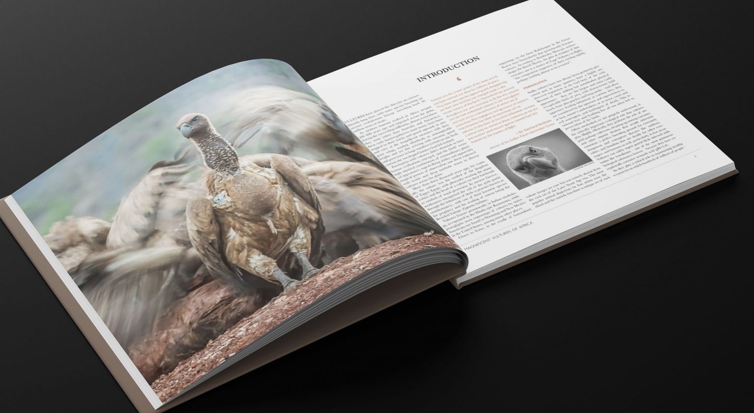 Magnificent-Vultures-of-Africa_Inside pages