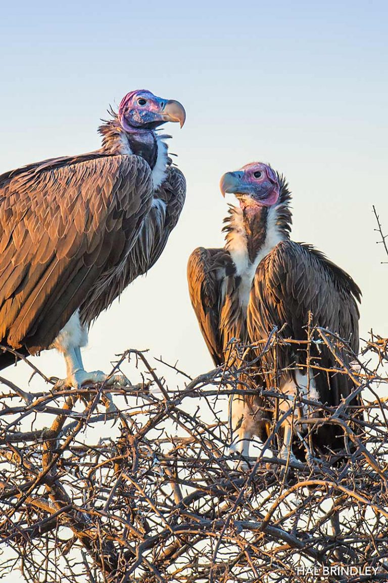 lappet faced vulture