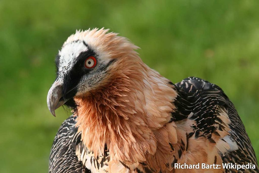 Bearded Vulture