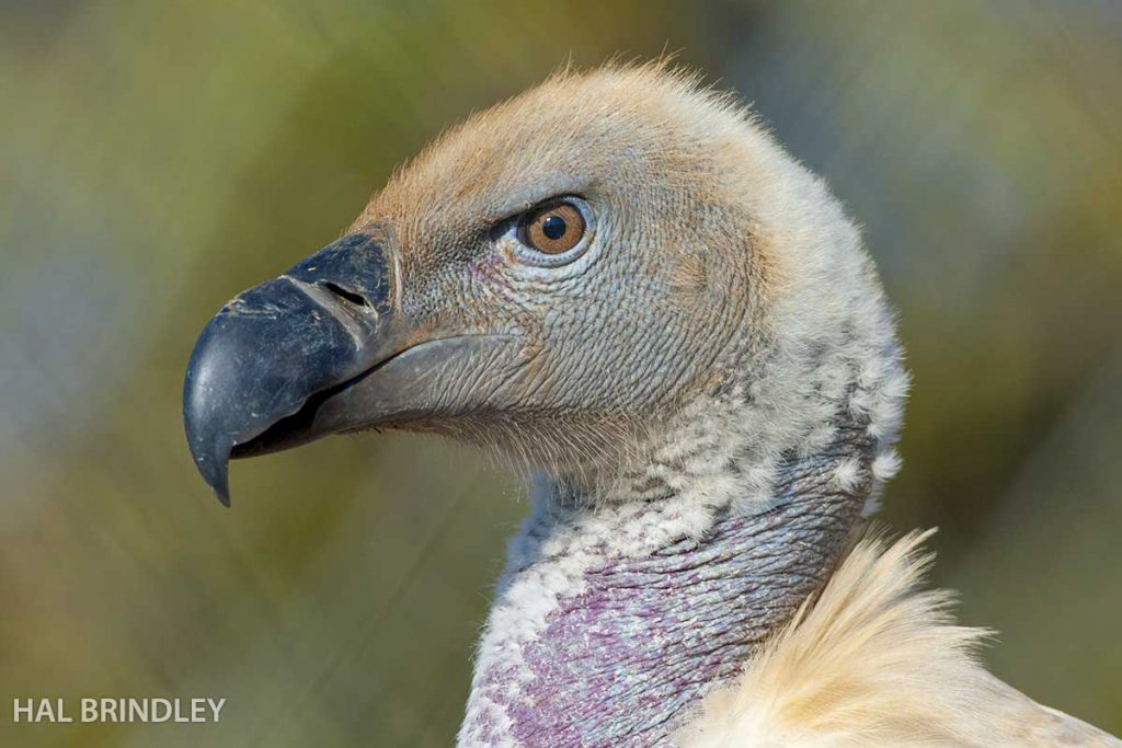 Cape Vulture