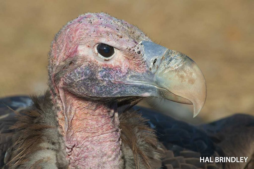 Lappet-faced Vulture