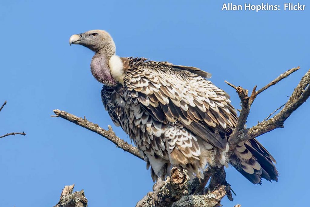 Ruppell's Vulture