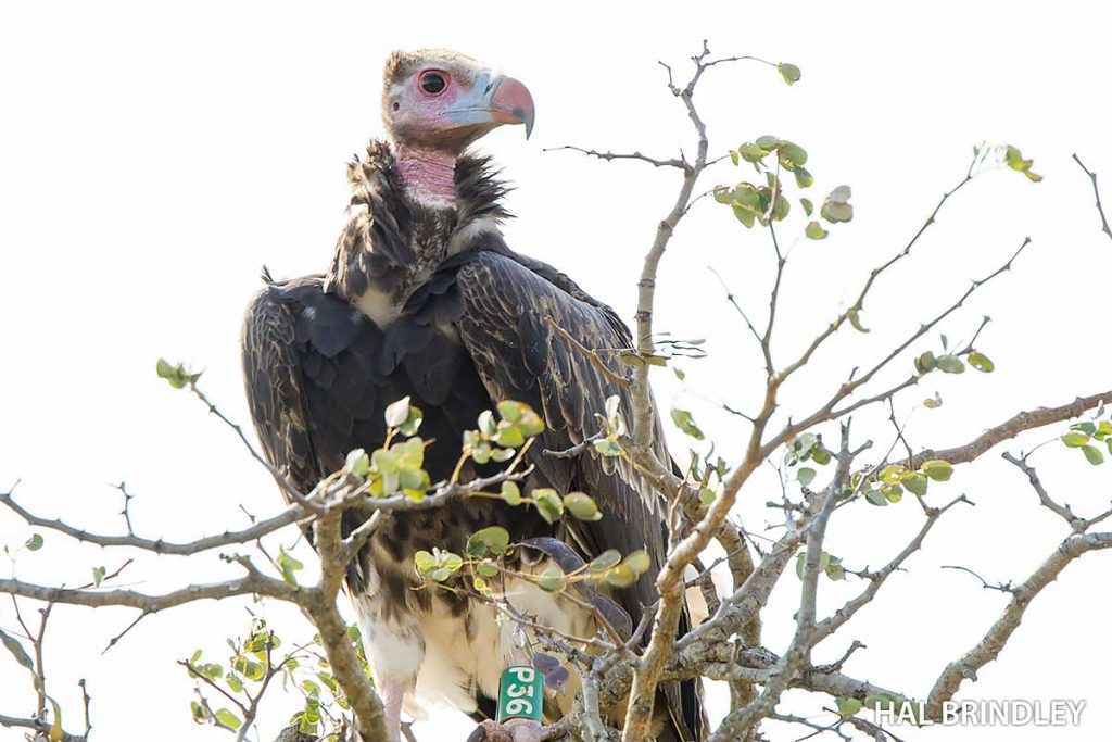 White-headed Vulture